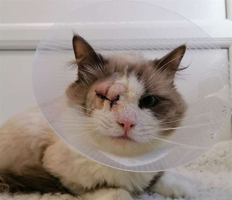 Artex the cat was abandoned in Chatham, Kent (Picture: Cats Protection)