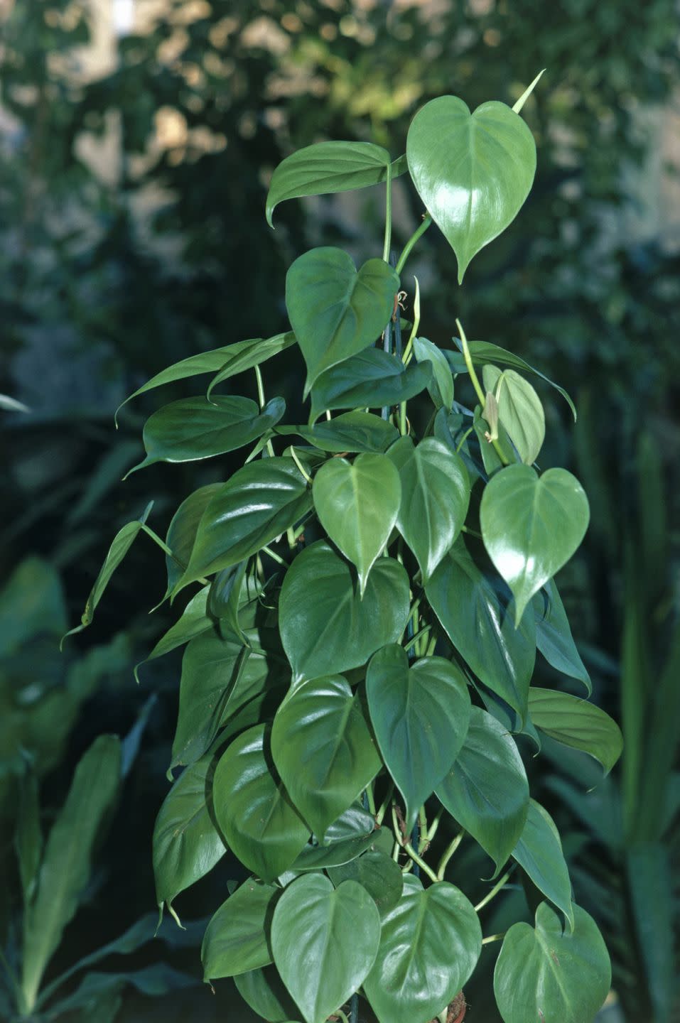 Heart-Leaf Philodendron