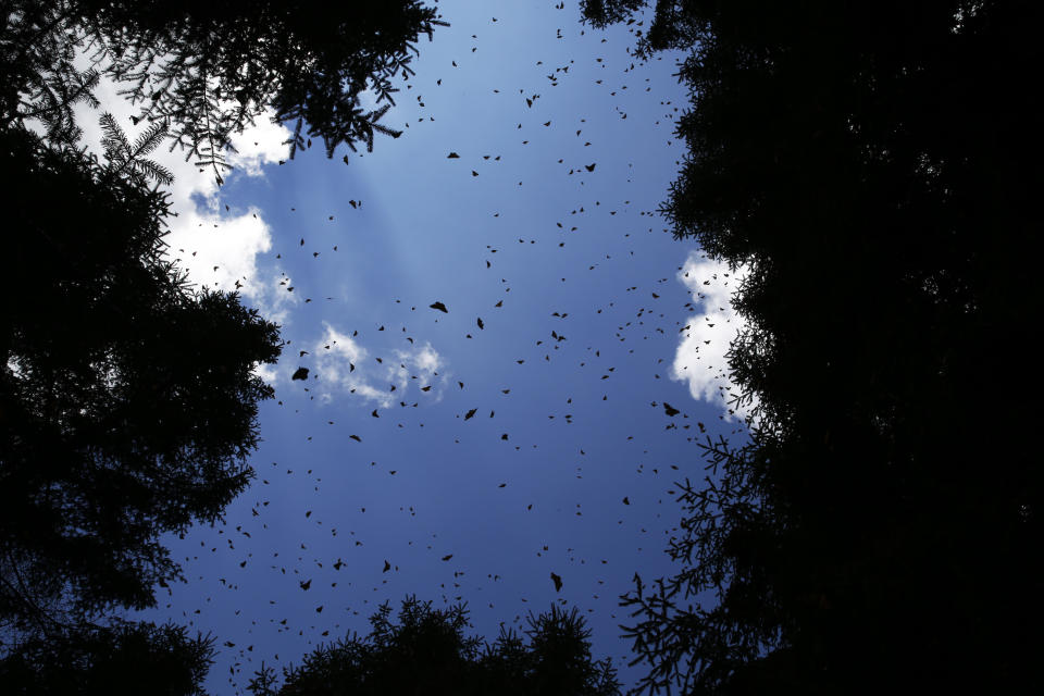 Mariposas monarca vuelan en lo alto de un bosque en el santuario de Amanalco de Becerra en las montañas cerca del extinto volcán del Nevado de Toluca en México, el jueves 14 de febrero de 2019. (AP Foto/ Marco Ugarte)