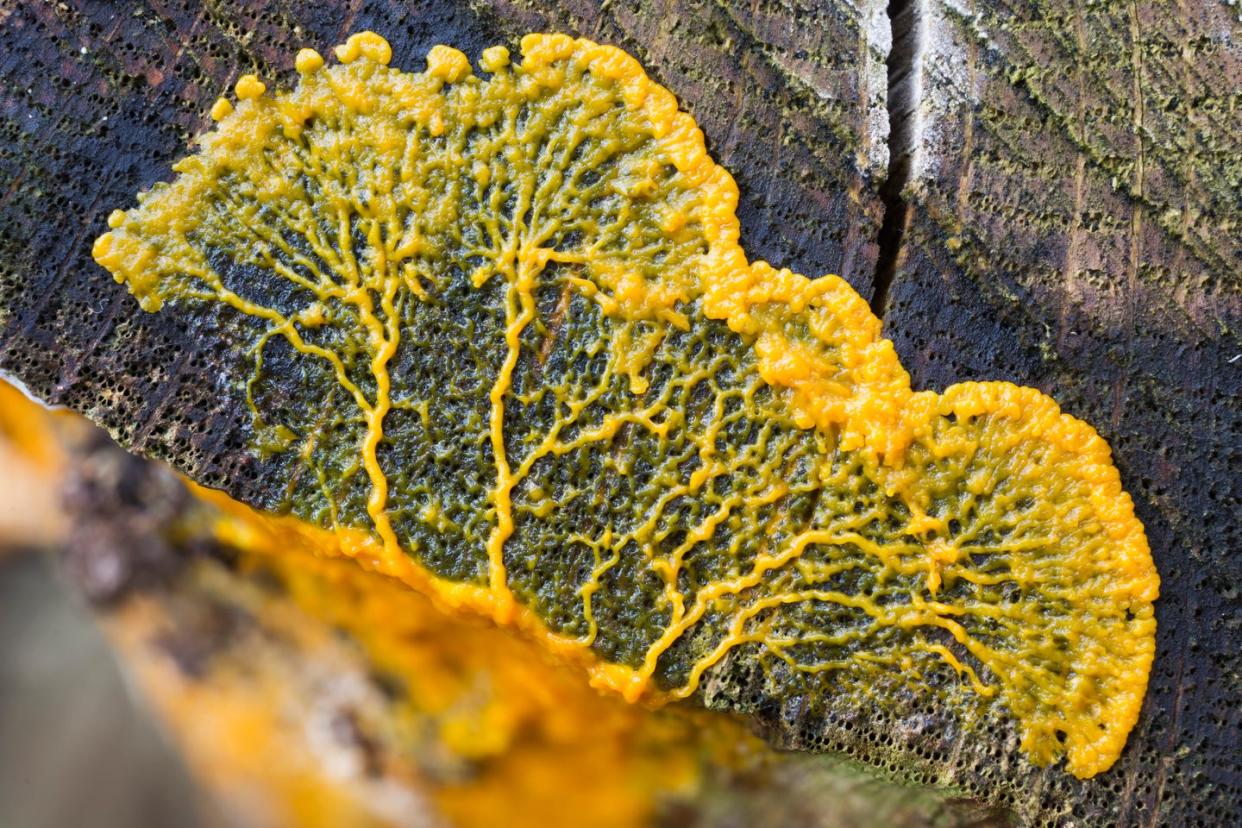 migrating plasmodium of badhamia utricularis slime mold on a tree trunk baarn, the netherlands