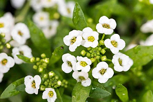 White Sweet Alyssum Live Plant, Lobularia Fragrant Live Plant Bright Pink Purple Flower Plant in 4 Inc Pot