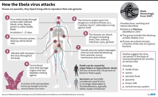 The Ebola virus is highly contagious and has an average fatality rate of around 50 percent