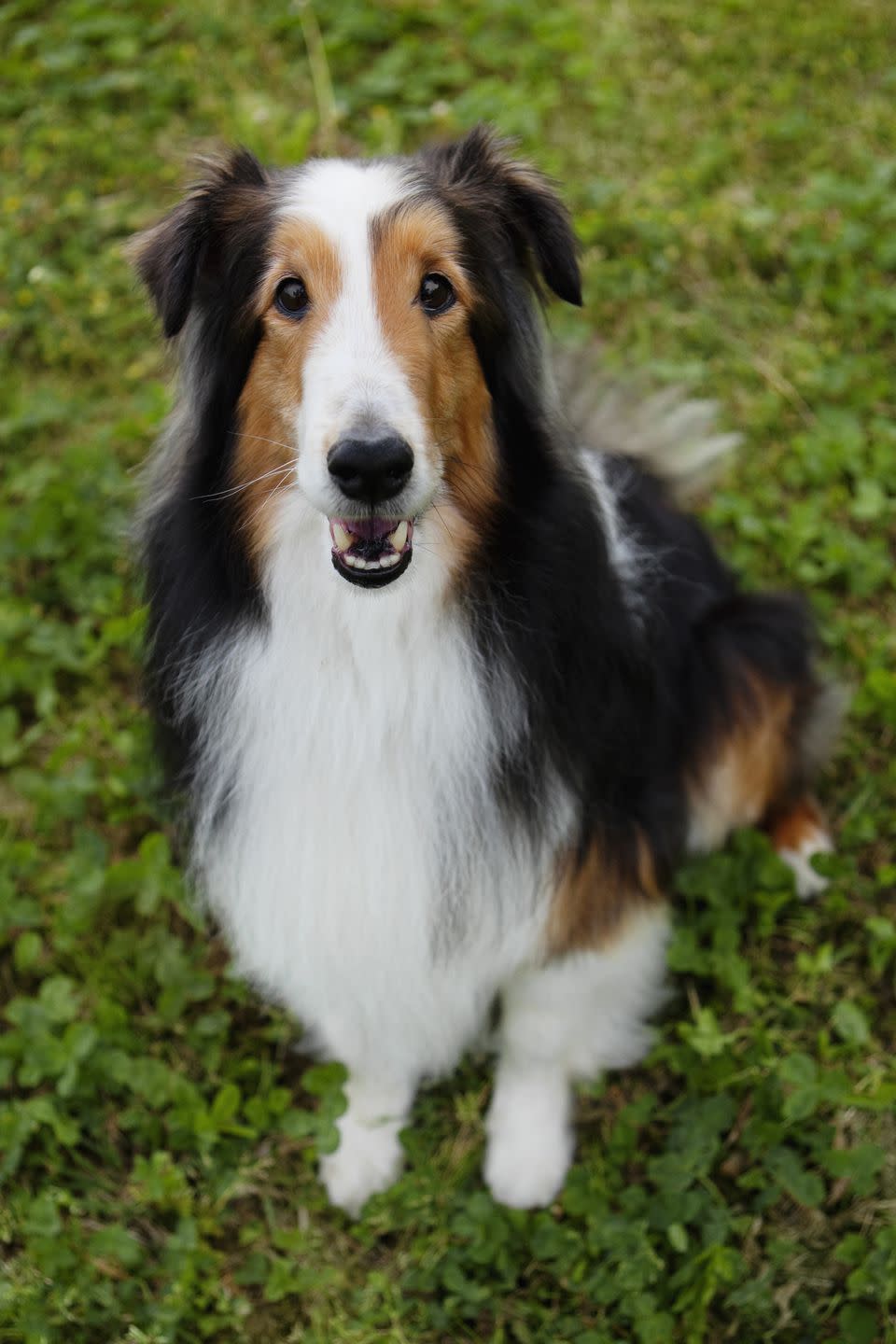 10) Shetland Sheepdog