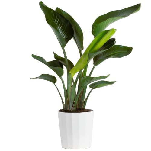 Costa Farms White Bird of Paradise, Live Indoor Plant in Modern Décor Planter, Natural Air Purifier Fresh From Farm, Great House Warming Gift, Living Room Decor, Tropical Home Decor, 2-3 Feet Tall