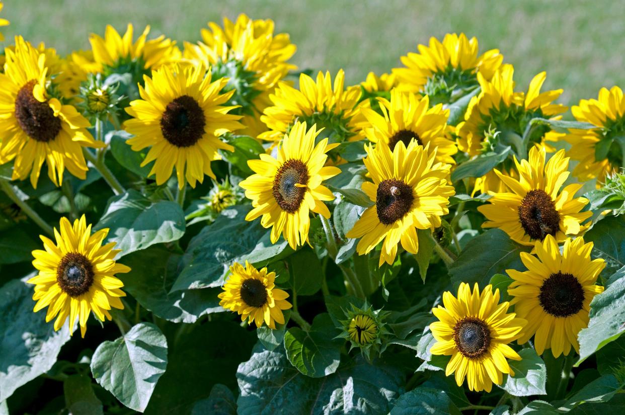 Sunflowers, like Suntastic Jaune Coeur Noir, are commonly started from seeds in the garden.
