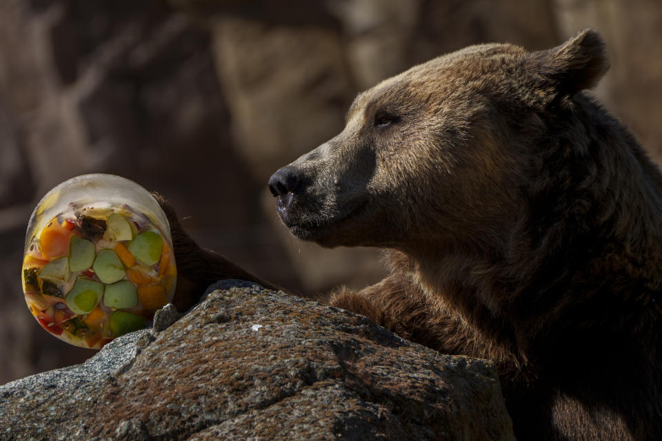 A bear holds frozen fruits treat on a hot and sunny day at the Madrid Zoo, Spain, Thursday, July 13, 2023. (AP Photo/Manu Fernandez)