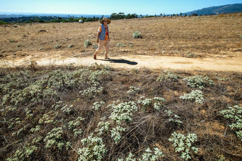 Docent Carolyn Chaney walks past turkey mullein, foreground, a native plant.