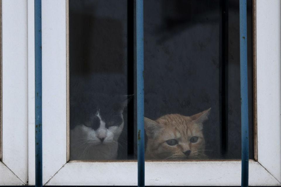 Two cats watch from a window during quarantine in Lisbon on April 10, 2020.