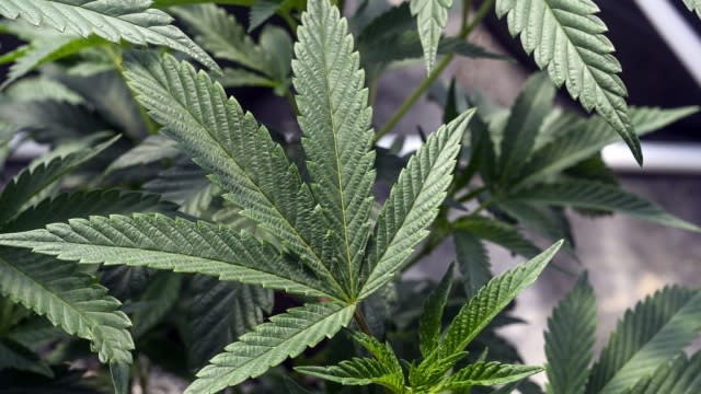 Marijuana plants are seen at a secured growing facility in Washington county, N.Y.