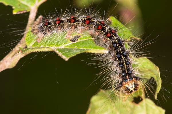 A gypsy moth caterpillar, Lymantria dispar, with red and blue tufts of bristles, on a leaf in Shenipsit State Forest in Somers, Connecticut.