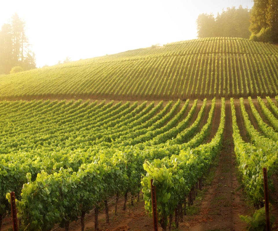 March: Sip and stroll in Sonoma, Calif.