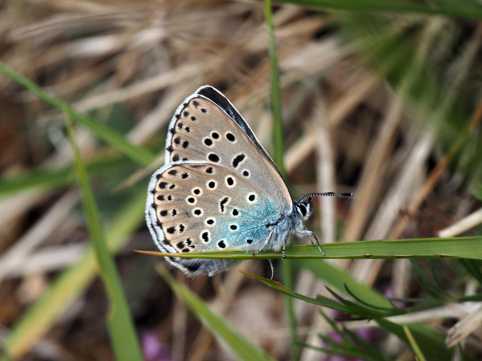 The large blue is the largest and rarest of Britain's nine blue butterfly species(Sarah Meredith)