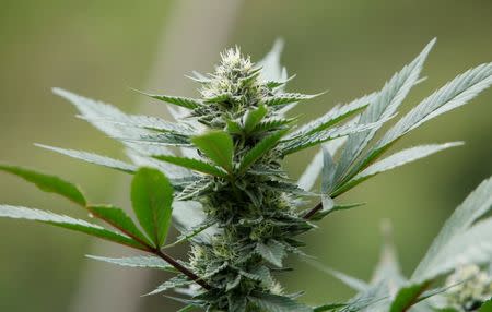 View of a marijuana growing in the mountains of Tacueyo, Cauca, Colombia, February 10, 2016. Picture taken February 10, 2016. REUTERS /Jaime Saldarriaga