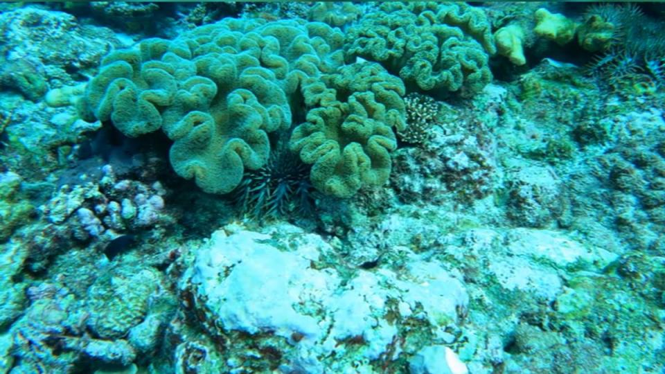 圖／畫面提供：台灣珊瑚礁學會
