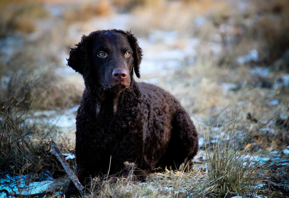 <p>Originally bred for upland bird and waterfowl hunting, the curly coated retriever is the tallest of the retrievers — and, as the name suggests, is known for its locks </p>