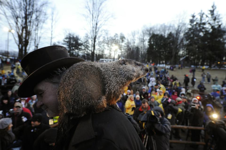 PUNXSUTAWNEY, PA - FEBRUARY 2: Groundhog handler John Griffiths Punxsutawney Phil after he did not see his shadow predicting an early spring during the 125th annual Groundhog Day festivities on February 2, 2011 in Punxsutawney, Pennsylvania. Groundhog Day is a popular tradition in the United States and Canada. A smaller than usual crowd this year of less than 15,000 people spent a night of revelry awaiting the sunrise and the groundhog's exit from his winter den. If Punxsutawney Phil sees his shadow he regards it as an omen of six more weeks of bad weather and returns to his den. Early spring arrives if he does not see his shadow causing Phil to remain above ground. (Photo by Jeff Swensen/Getty Images)