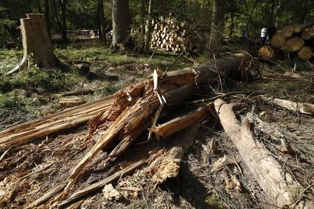 Logged trees are seen after logging at one of the last primeval forests in Europe, Bialowieza forest, Poland August 29, 2017. REUTERS/Kacper Pempel