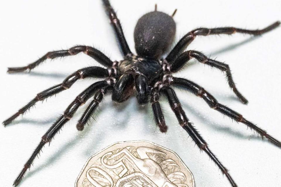 <p>Australian Reptile Park/Instagram</p> An Australian funnel-web spider named Hercules