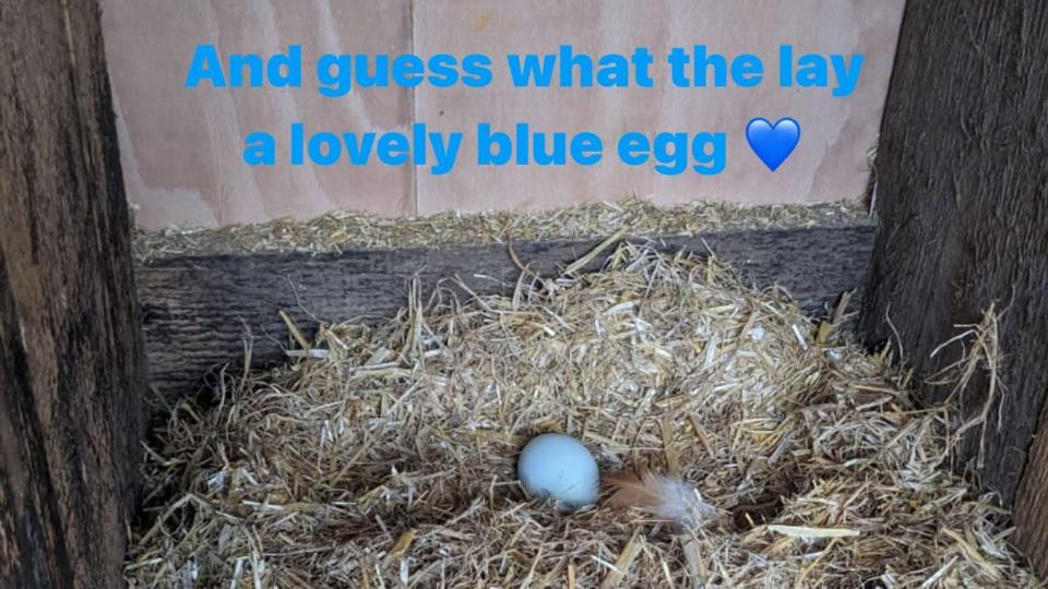 A photo of a blue egg