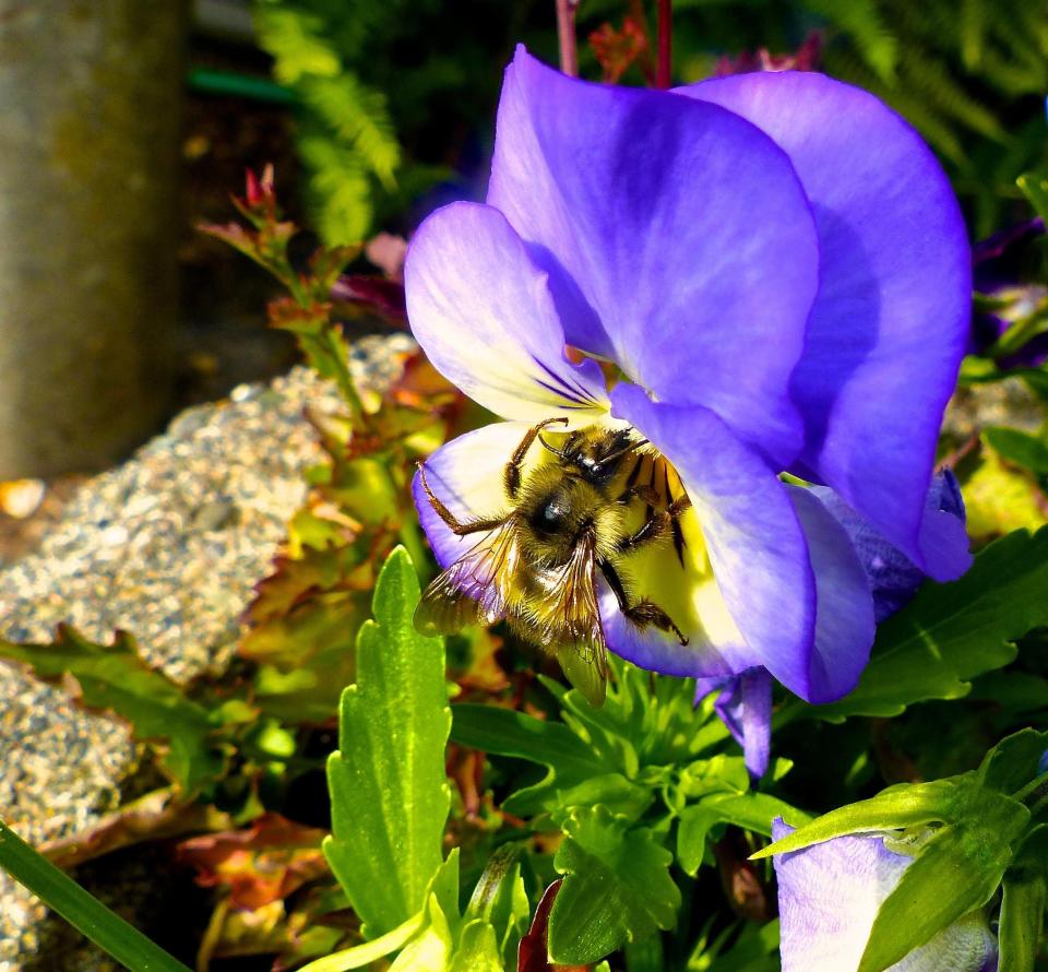 A bumblebee gathers pollen from a pansy-filled pot.