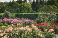 <p> Planting multiple roses of the same variety is often seen in formal rose gardens and can look truly show-stopping. If doing this be sure to plant in odd numbers. If you&apos;re looking for inspiration, The Queen Mother&#x2019;s Rose Garden at RHS Rosemoor has a fantastic array of modern rose types including Hybrid tea (large-flowered), floribunda (cluster-flowered) and shrub roses. </p>