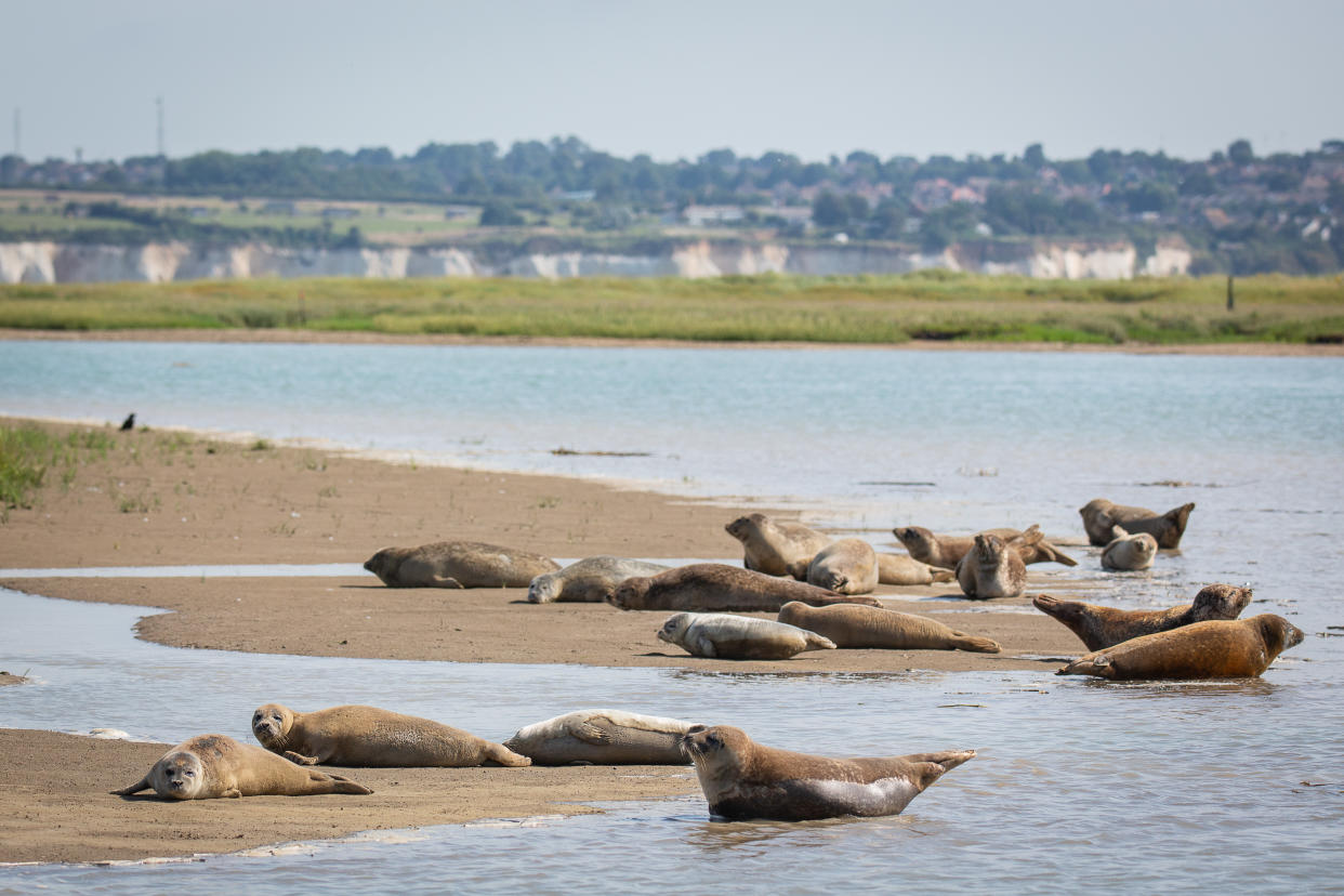 Seals Kent