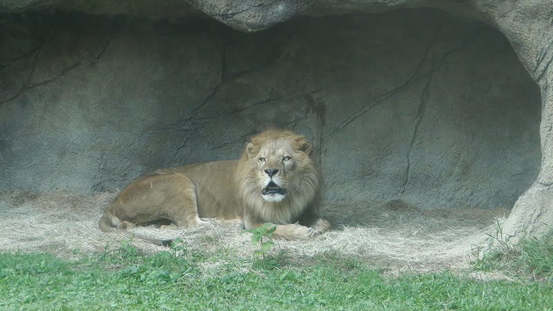 新加坡確診人數高，近來夜間動物園（Night Safari）瀕臨絕種的亞洲獅在與染疫工作人員接觸後確診，附近的日間動物園也傳出有一頭非洲獅中鏢；目前累計5頭獅子染疫。 (中央社檔案照片)