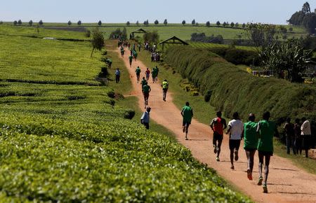 Athletes run in a tea plantation during a national marathon in the Nandi Hills, on the outskirts of the town of Kapsabet, near Eldoret, western Kenya, March 20, 2016. REUTERS/Siegfried Modola