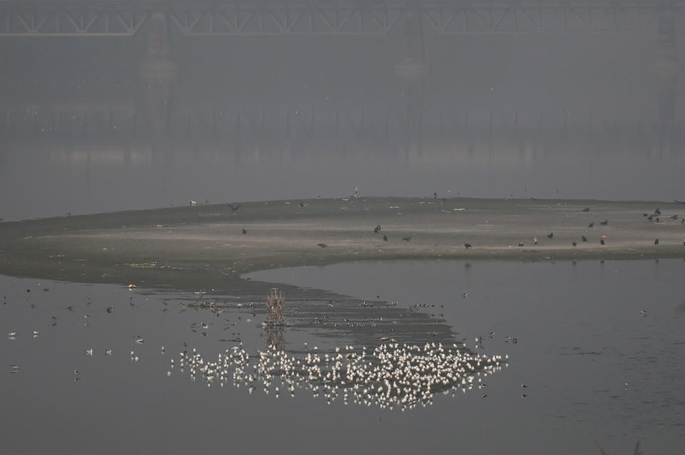 <p>Birds sit on a plain of the Yamuna river amid heavy smog in New Delhi on November 16, 2021. (Photo by Money SHARMA / AFP) (Photo by MONEY SHARMA/AFP via Getty Images)</p> 