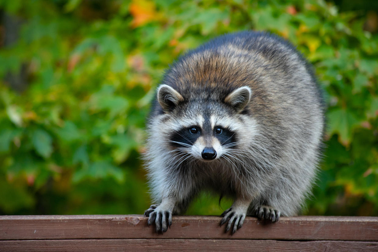 Ein Waschbär verhedderte sich in einer Hängematte und musste befreit werden (Symbolbild: Getty Images)