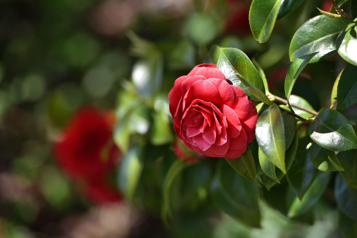 middlemist's red camellia flower