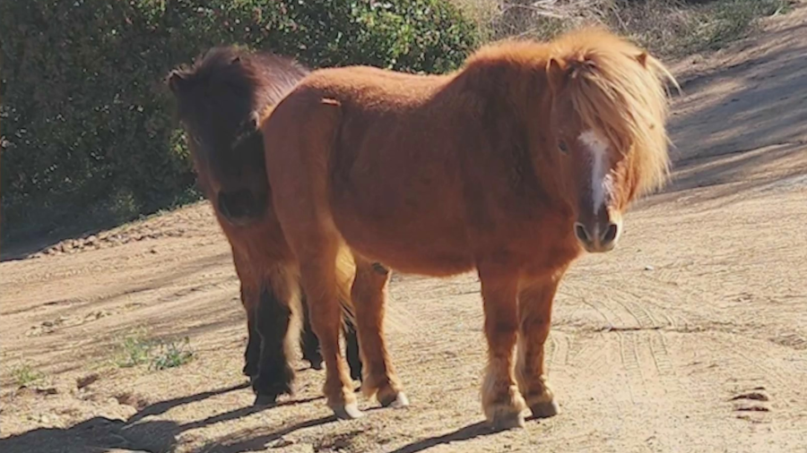 Miniature ponies Trigger and Brownie seen at their Reche County home in a family photo. (Ibarra Family)