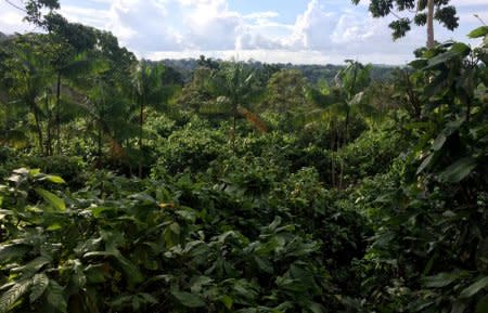 FILE PHOTO: A view of a sustainable cocoa plantation in a farm in Medicilandia, Para state, Brazil, March 19, 2018. REUTERS/Marcelo Texeira/File Photo