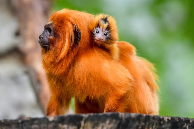 Golden lion tamarin