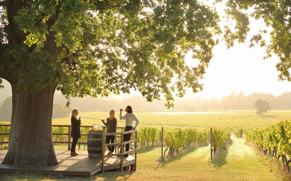 Take a walk with the dog around the 265 acres of vineyards at Denbies Wine Estate