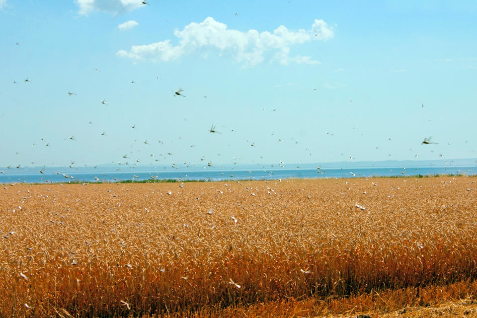 View of swarm of locusts and wheat field
