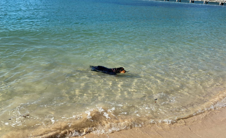 Photo of a small dark dog swimming in blue water with a stick in it's mouth.