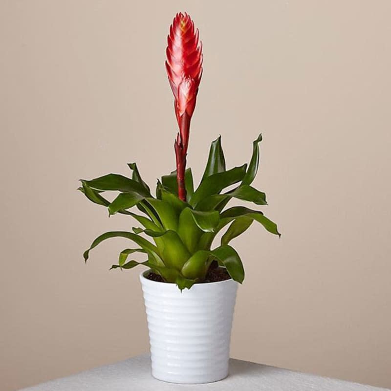 <span> Credit: <a href="https://www.ftd.com/product/red-bromeliad-prd-p2164?markcode=35452" rel="nofollow noopener" target="_blank" data-ylk="slk:FTD;elm:context_link;itc:0;sec:content-canvas" class="link ">FTD</a></span> <span class="copyright">Credit: <a href="https://www.ftd.com/product/red-bromeliad-prd-p2164?markcode=35452" rel="nofollow noopener" target="_blank" data-ylk="slk:FTD;elm:context_link;itc:0;sec:content-canvas" class="link ">FTD</a></span>