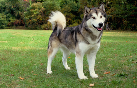 Alaska: Alaskan Malamute (2010)