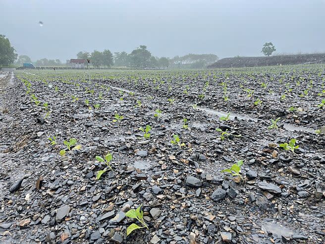 尼莎颱風外圍環流造成宜蘭連日降下大雨，大同鄉碼崙地區高麗菜農損嚴重。（吳佩蓉攝）