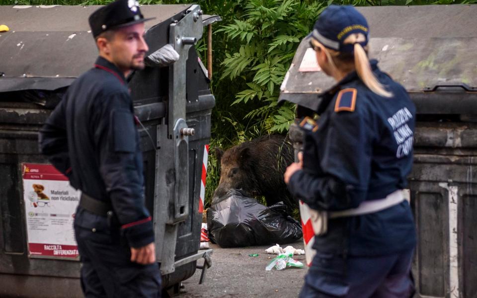 Health authorities in the Lazio region are seeking to contain the possible spread of African swine fever (ASF) among Rome's wild boar population. The measures affect a wide area, known as the 'Red zone', in an attempt to curb the highly contagious viral disease, which is fatal to pigs and wild boar but is not transmitted to humans