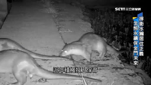 水獺曾遍布台灣島。