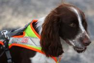 Sniffer dogs search for wildlife at track construction site of German railway DB in Frankfurt
