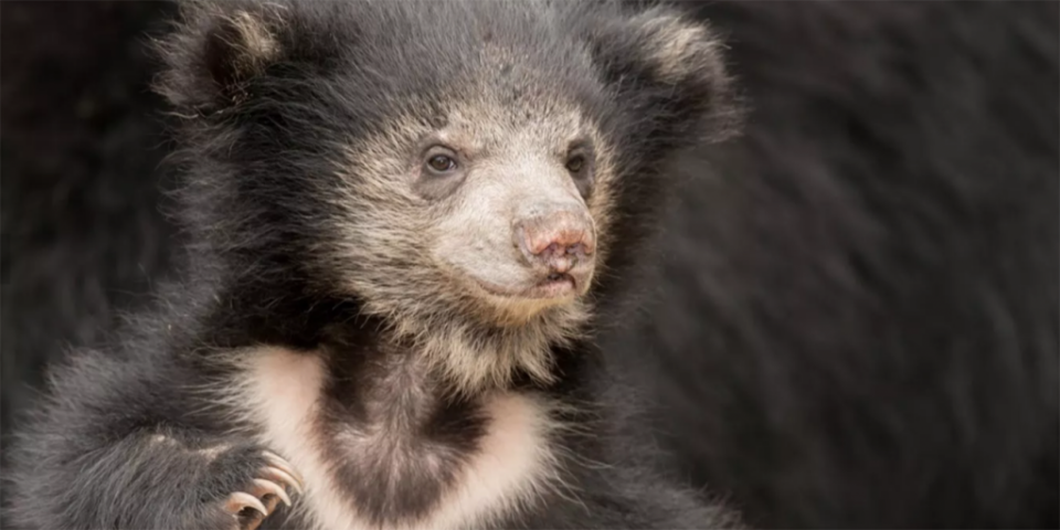 <span>Cachorro de oso perezoso. (Foto: iStock/Getty Images Plus)</span>