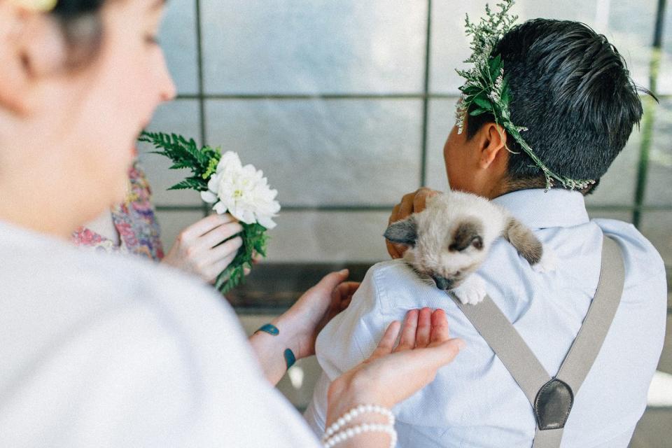 A kitten at the weddingF*** Yeah Weddings