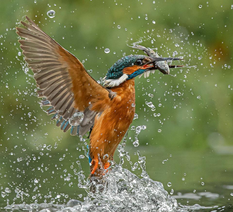 A Kingfisher catches a fish in West Yorkshire