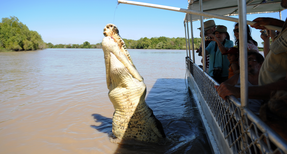 A crocodile jumping out of the water to grab meat. Tourists on a boat watch on.