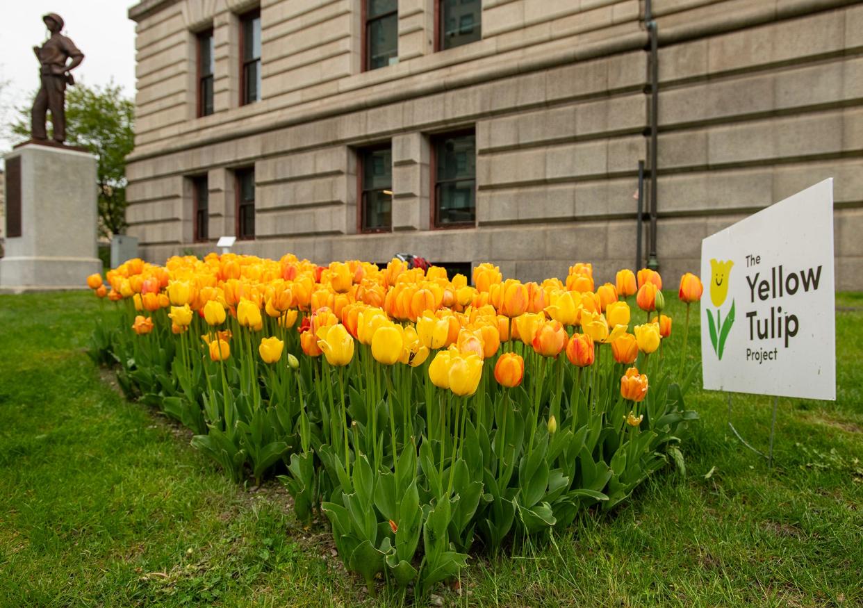 Tulips bloom outside City Hall Wednesday.
