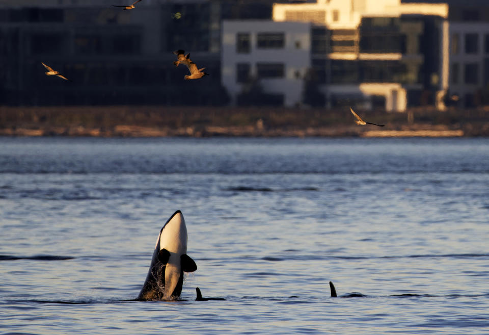 In this photo provided by wildlife photographer Jamie Kinney, orca whales swim in Elliott Bay on Thursday, Oct. 12, 2023, in Seattle. Kinney and many others are able to see whales thanks to a WhatsApp group chat created by Kersti Muul that alerts people to when the whales are in the area. (Jamie Kinney via AP)