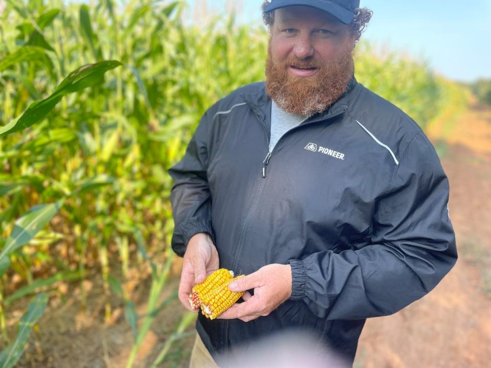 Ryan Hamill, of Hamill Brothers Farm in Middleton, P.E.I., said he's growing more corn than ever this season.  His farm grew around 30 acres in 2013, and this year, they have 350 acres of corn.  